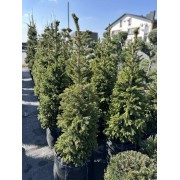 Ялина Віллс Цверг 120 см